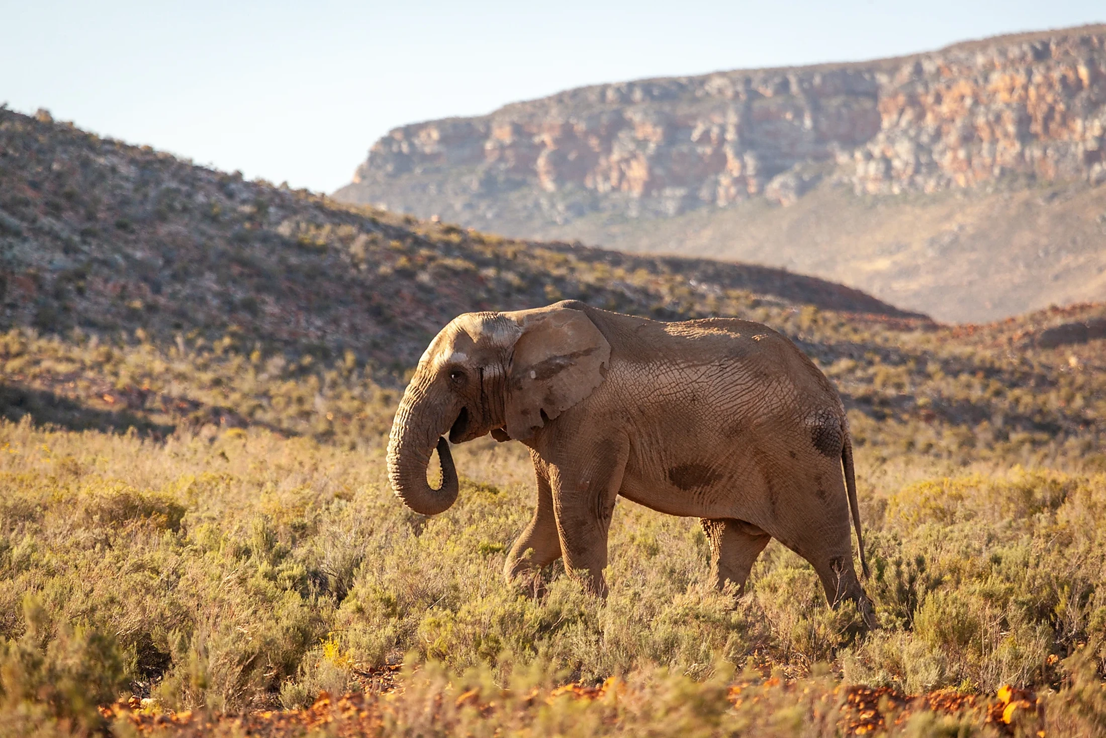 Elephant in a South African reserve