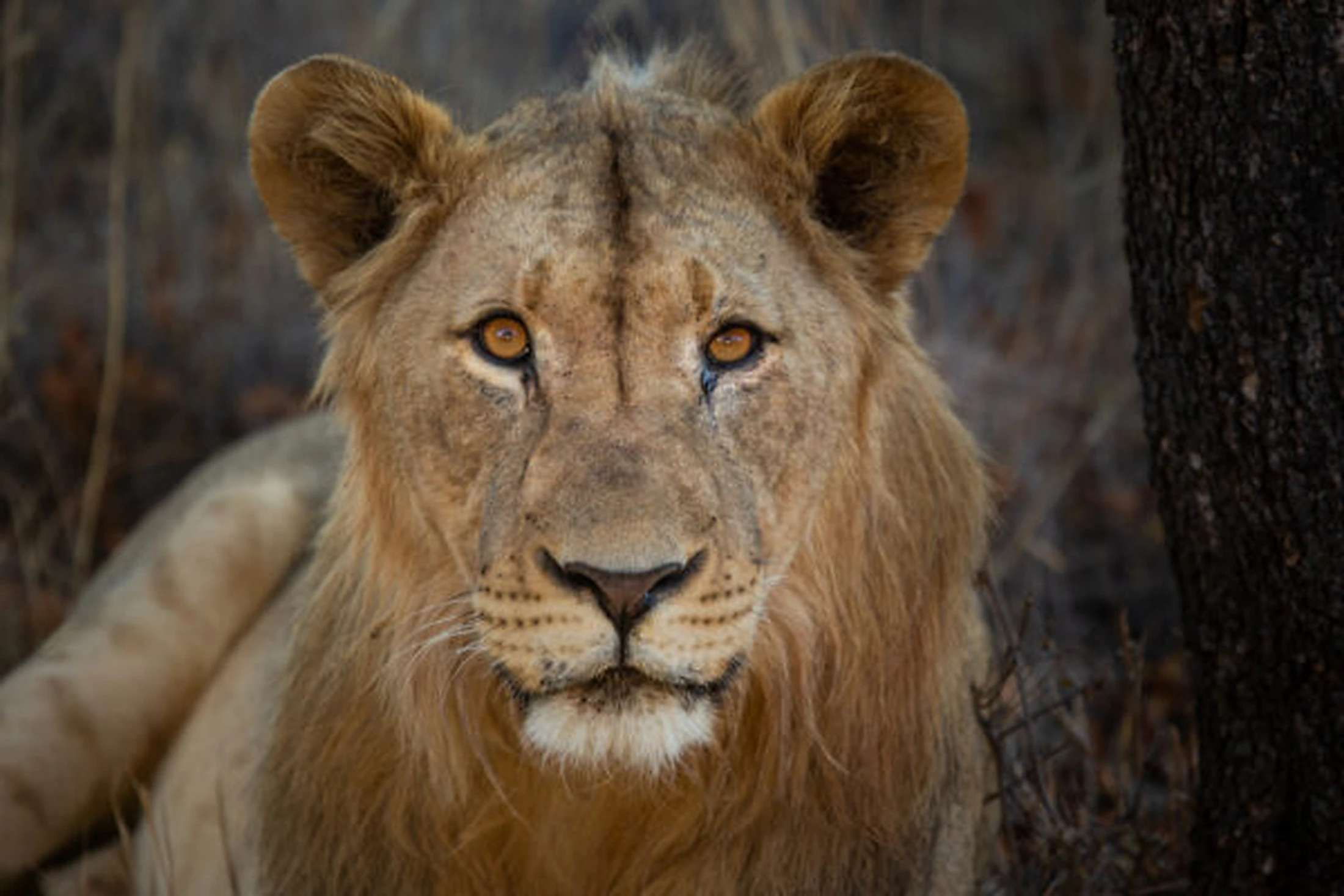 Lion in South Africa