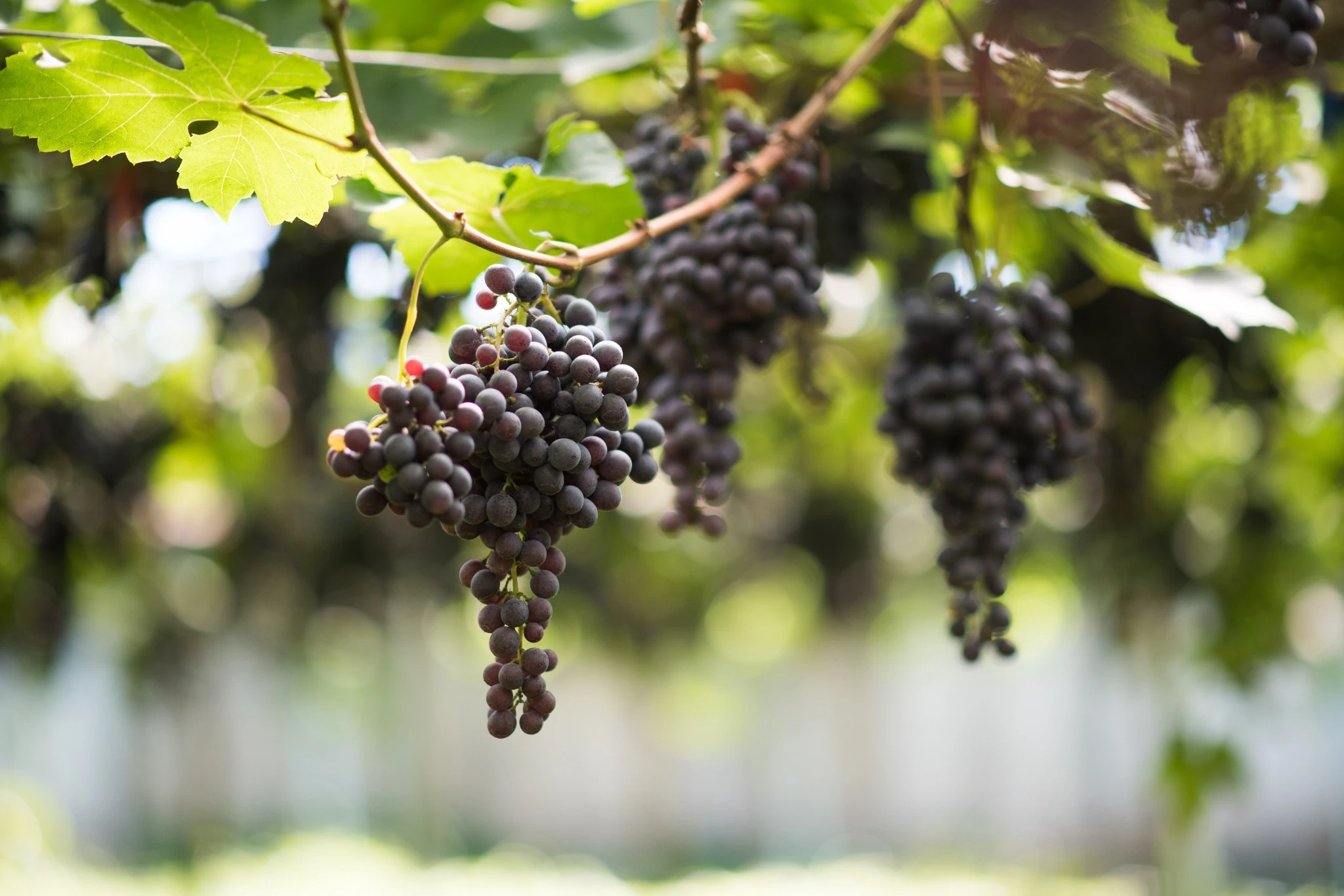 Cape Winelands