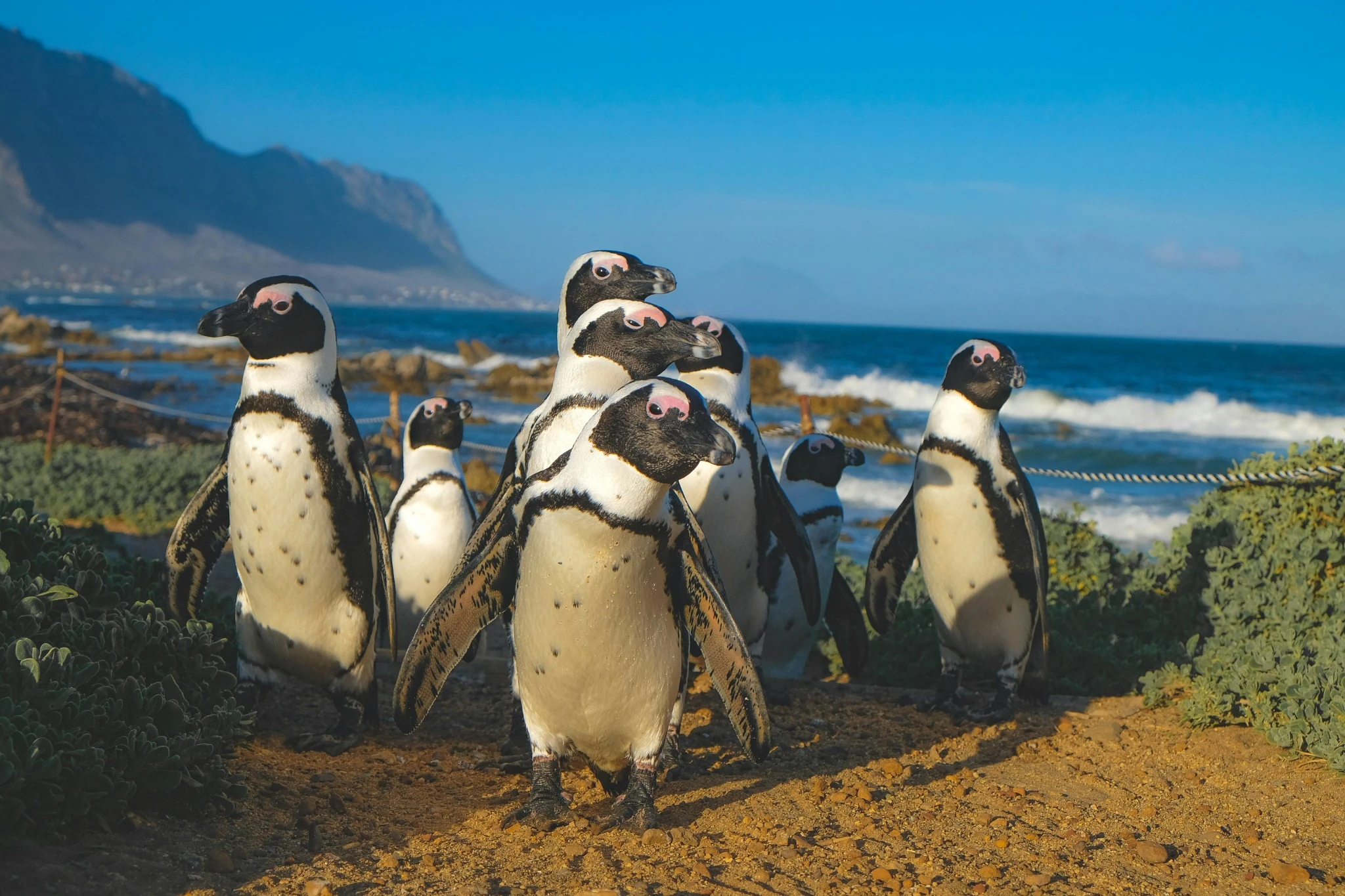 African penguins
